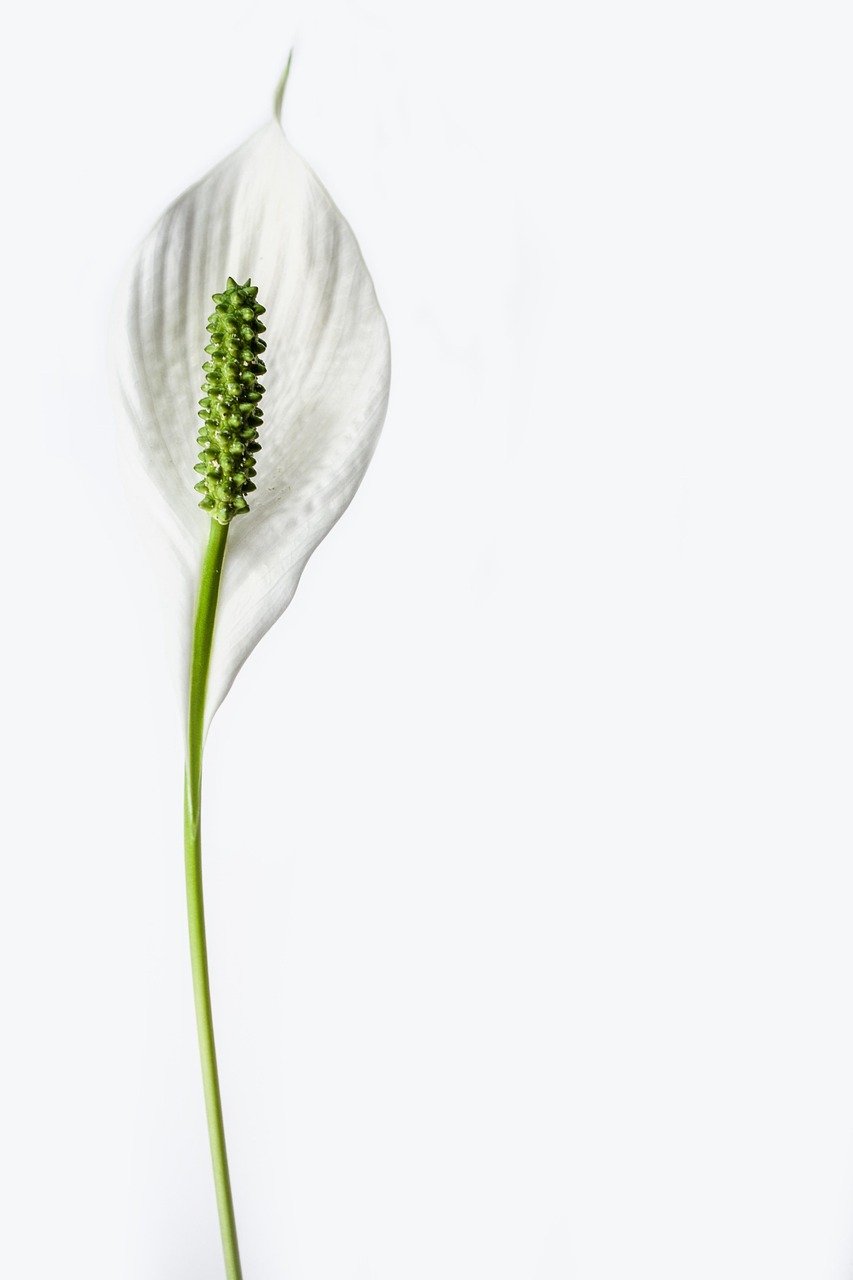 peace lily, flower, beautiful wallpaper, plant, lily, bloom, botany, isolated, single, spathiphyllum, white, elegant, flora, nature, floral background, harmony, elegance, beautiful flowers, natural, design, romantic, botanical, floral design, wedding, background, wedding flowers, flower wallpaper, clean, minimalistic, flower background, iphone wallpaper