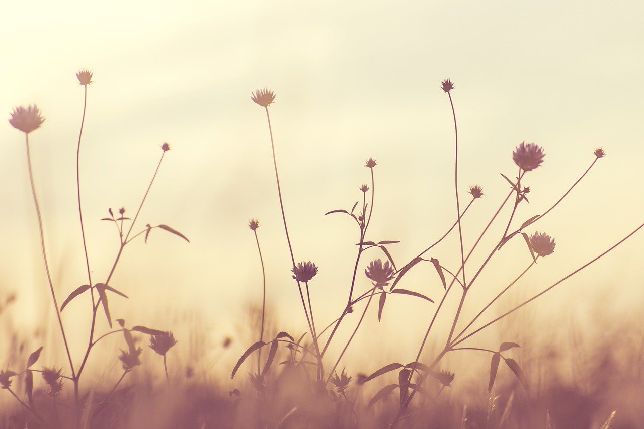 small flowers, meadow, field, beautiful flowers, wildflowers, bloom, blossom, flower wallpaper, flora, flowers, nature, flower background, plants, summer, sepia, nature wallpaper